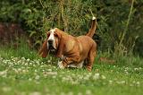 BASSET HOUND 110